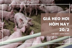 Giá heo hơi hôm nay 20/2: Thị trường biến động không đồng nhất