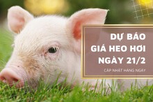 Dự báo giá heo hơi ngày 21/2: Duy trì giảm tại nhiều tỉnh, thành?