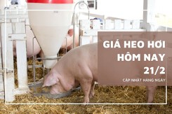Giá heo hơi hôm nay 21/2: Nhiều địa phương ghi nhận tăng