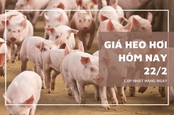 Giá heo hơi hôm nay 22/2: Thị trường điều chỉnh không đồng nhất