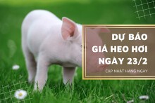 Dự báo giá heo hơi ngày 23/2: Tăng tại nhiều tỉnh, thành?