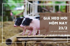 Giá heo hơi hôm nay 23/2: Tăng nhẹ 1.000 đồng/kg