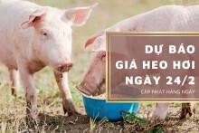 Dự báo giá heo hơi ngày 24/2: Thị trường sẽ tăng giảm không đồng nhất?