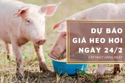 Dự báo giá heo hơi ngày 24/2: Thị trường sẽ tăng giảm không đồng nhất?