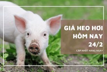 Giá heo hơi hôm nay 24/2: Từ 54.000 đồng/kg đến 58.000 đồng/kg
