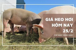 Giá heo hơi hôm nay 25/2: Thị trường tiếp diễn trái chiều trong tuần tới?
