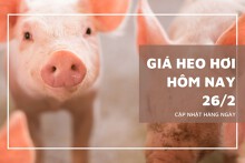 Giá heo hơi hôm nay 26/2: Thu mua cao nhất ở ngưỡng 58.000 đồng/kg