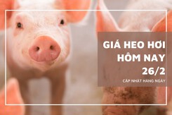 Giá heo hơi hôm nay 26/2: Thu mua cao nhất ở ngưỡng 58.000 đồng/kg