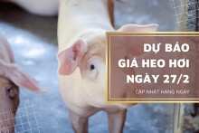 Dự báo giá heo hơi ngày 27/2: Các tỉnh thành điều chỉnh tăng?