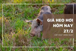 Giá heo hơi hôm nay 27/2: Tăng cao nhất 2.000 đồng/kg ở khu vực miền Nam