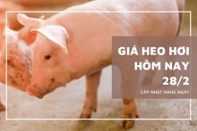 Giá heo hơi hôm nay 28/2: Giảm 1.000 đồng/kg ở một vài địa phương