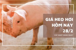 Giá heo hơi hôm nay 28/2: Giảm 1.000 đồng/kg ở một vài địa phương