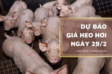 Dự báo giá heo hơi ngày 29/2: Biến động không đồng nhất?