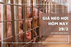 Giá heo hơi hôm nay 29/2: Tăng giảm trái chiều, mức giao dịch cao nhất 57.000 đồng/kg