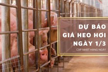 Dự báo giá heo hơi ngày 1/3: Thị trường biến động trái chiều?