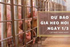 Dự báo giá heo hơi ngày 1/3: Thị trường biến động trái chiều?