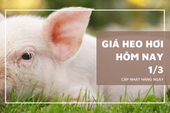 Giá heo hơi hôm nay 1/3: Giảm nhẹ ở một vài địa phương