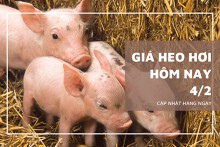 Giá heo hơi hôm nay 4/2: Các địa phương xoay chiều tăng vào tuần mới?