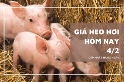 Giá heo hơi hôm nay 4/2: Các địa phương xoay chiều tăng vào tuần mới?