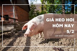 Giá heo hơi hôm nay 5/2: Ổn định, cao nhất 59.000 đồng/kg