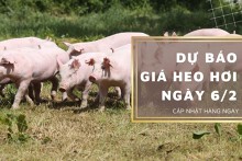 Dự báo giá heo hơi ngày 6/2: Xu hướng tăng tiếp diễn ở một vài địa phương?