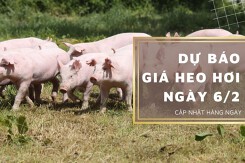 Dự báo giá heo hơi ngày 6/2: Xu hướng tăng tiếp diễn ở một vài địa phương?