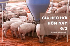 Giá heo hơi hôm nay 6/2: Tăng giảm trái chiều từ 1.000 đồng/kg đến 2.000 đồng/kg