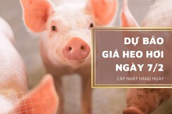 Dự báo giá heo hơi ngày 7/2: Xu hướng giảm vẫn tiếp diễn?