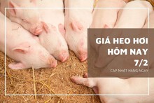 Giá heo hơi hôm nay 7/2: Giao dịch thấp nhất ở mức 52.000 đồng/kg