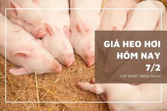 Giá heo hơi hôm nay 7/2: Giao dịch thấp nhất ở mức 52.000 đồng/kg