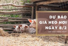Dự báo giá heo hơi ngày 8/2: Thị trường sẽ điều chỉnh tăng?