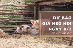 Dự báo giá heo hơi ngày 8/2: Thị trường sẽ điều chỉnh tăng?
