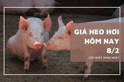 Giá heo hơi hôm nay 8/2: Tăng nhẹ từ 1.000 đồng/kg đến 2.000 đồng/kg