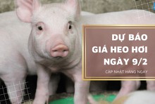 Dự báo giá heo hơi ngày 9/2: Chững giá ở ba miền?