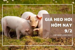 Giá heo hơi hôm nay 9/2: Từ 52.000 đồng/kg đến 59.000 đồng/kg