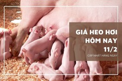 Giá heo hơi hôm nay 11/2: Các địa phương duy trì bình ổn trong tuần tới?