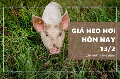 Giá heo hơi hôm nay 13/2: Thu mua cao nhất ở ngưỡng 59.000 đồng/kg