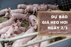 Dự báo giá heo hơi ngày 2/3: Các địa phương sẽ ổn định?