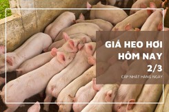 Giá heo hơi hôm nay 2/3: Giao dịch thấp nhất 54.000 đồng/kg