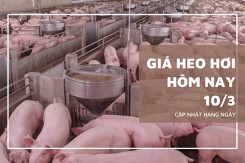 Giá heo hơi hôm nay 11/3: Chủ yếu tăng ở khu vực phía Nam
