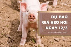 Dự báo giá heo hơi ngày 12/3: Tiếp đà tăng ở ba miền?
