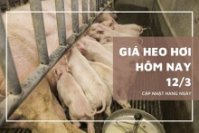 Giá heo hơi hôm nay 12/3: Tiếp đà tăng nhẹ 1.000 đồng/kg