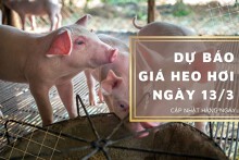 Dự báo giá heo hơi ngày 13/3: Thị trường tiếp đà tăng ở nhiều địa phương?