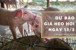 Dự báo giá heo hơi ngày 13/3: Thị trường tiếp đà tăng ở nhiều địa phương?