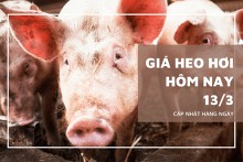 Giá heo hơi hôm nay 13/3: Tiếp đà tăng đến 2.000 đồng/kg