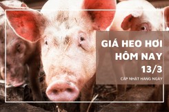 Giá heo hơi hôm nay 13/3: Tiếp đà tăng đến 2.000 đồng/kg