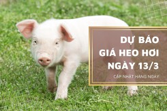 Dự báo giá heo hơi ngày 14/3: Tiếp đà tăng nhẹ?
