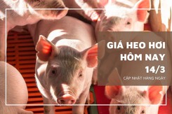 Giá heo hơi hôm nay 14/3: Tăng thêm từ 1.000 đồng/kg đến 2.000 đồng/kg