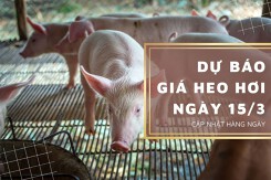 Dự báo giá heo hơi ngày 15/3: Thị trường tiếp đà tăng ở nhiều nơi?