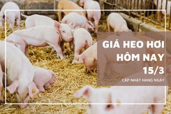 Giá heo hơi hôm nay 15/3: Tăng cao nhất 2.000 đồng/kg